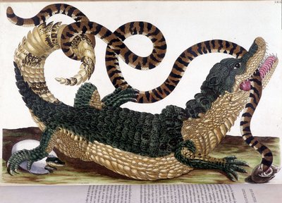 Fight between a crocodile and a snake - in General History of Insects of Surinam and of All Europe, by Maria Sibylla de Merian, Paris by Maria Sibylla Merian