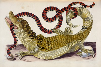 Surinam Caiman Protecting Her Hatchlings from a Coral Snake by Maria Sibylla Merian