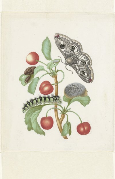 Metamorphosis of a Small Emperor Moth by Maria Sibylla Merian (workshop of)