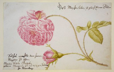 Album sheet with a rose, 1675 by Maria Sibylla Merian