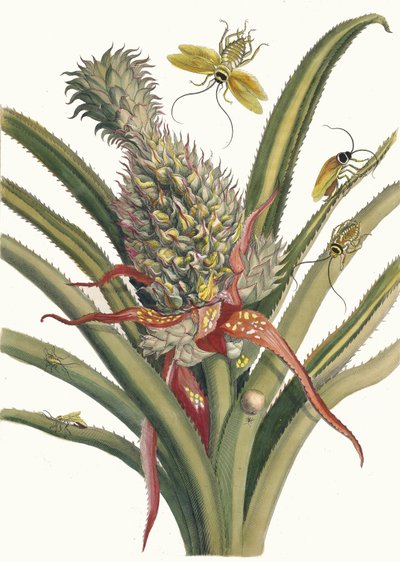 Pineapple. From the Book Metamorphosis insectorum Surinamensium, 1705 by Maria Sibylla Merian
