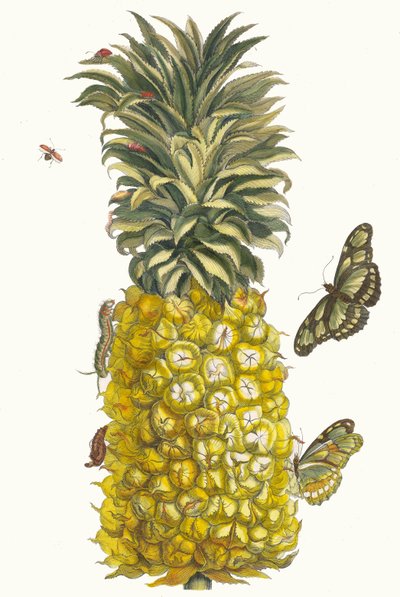 Pineapple. From the Book Metamorphosis insectorum Surinamensium, 1705 by Maria Sibylla Merian