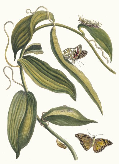 Banille. From the Book Metamorphosis insectorum Surinamensium, 1705 by Maria Sibylla Merian