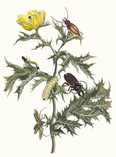 Carduus Spinosus. From the Book Metamorphosis Insectorum Surinamensium by Maria Sibylla Merian