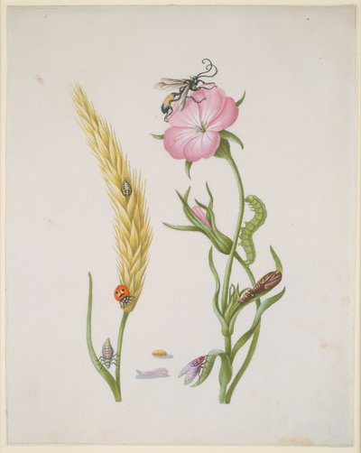 Cereal Ear and Corn Cockle with Metamorphoses of the Five-Spot Ladybird and Blowfly by Maria Sibylla Merian
