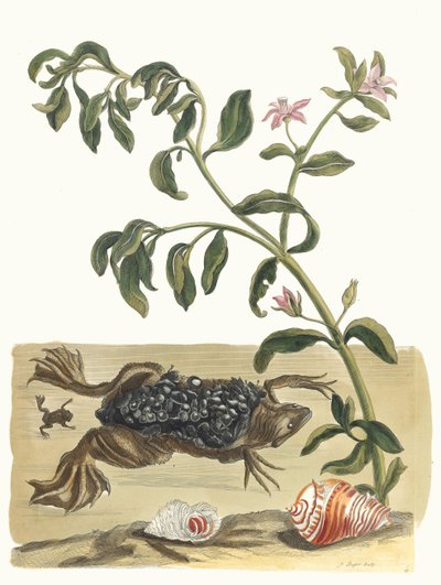 Cresson. From the Book Metamorphosis insectorum Surinamensium by Maria Sibylla Merian