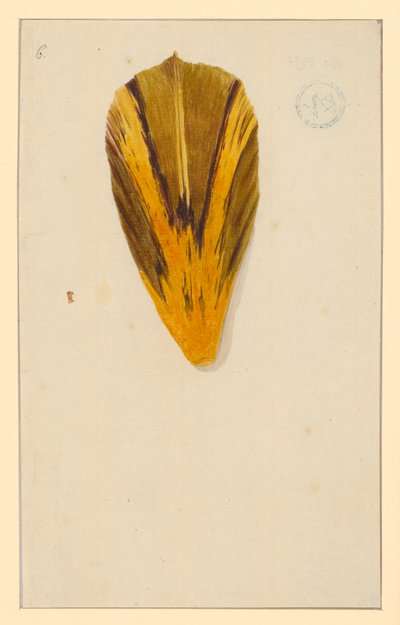 Individual tulip petals by Maria Sibylla Merian