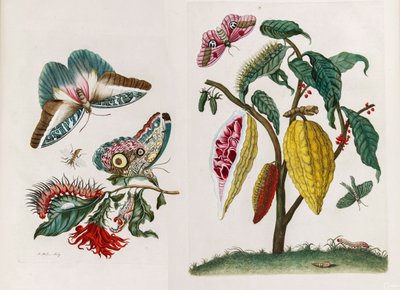 From the Book Metamorphosis insectorum Surinamensium, 1705 by Maria Sibylla Merian