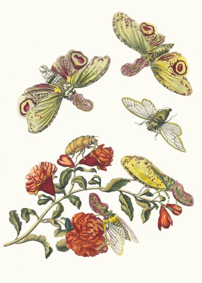 Grenadier. From the Book Metamorphosis insectorum Surinamensium by Maria Sibylla Merian