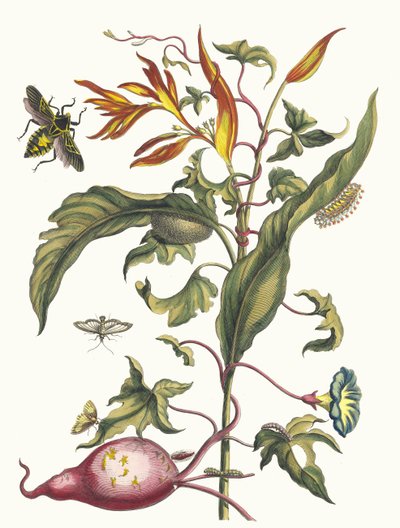 Ipomoea batatas and Heliconia psittacorum. From the Book Metamorphosis insectorum by Maria Sibylla Merian