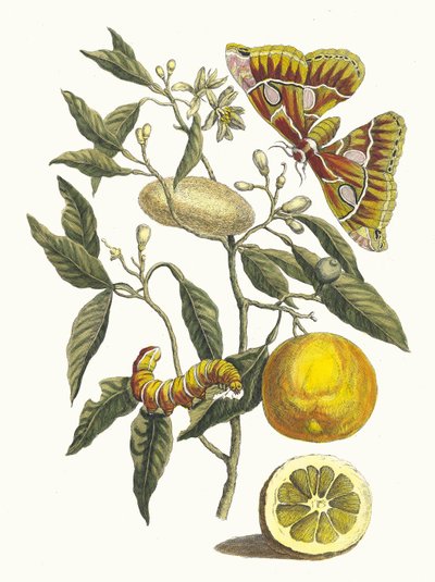 Lemon, from the Book Metamorphosis insectorum Surinamensium by Maria Sibylla Merian