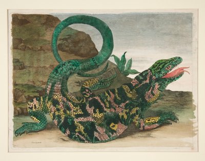 Lizard, from Metamorphosis Insectorum Surinamensium by Maria Sibylla Merian