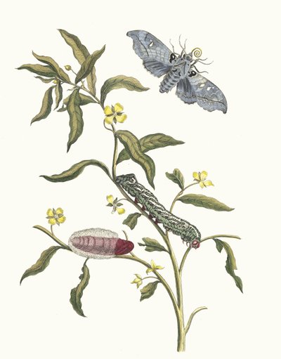 Ludwigia octovalvis. From the Book Metamorphosis insectorum Surinamensium, 1705 by Maria Sibylla Merian