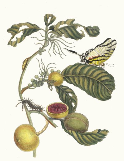 Marmelade Boxes Tree. From the Book Metamorphosis insectorum Surinamensium by Maria Sibylla Merian