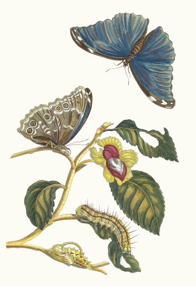 Neflier. From the Book Metamorphosis Insectorum Surinamensium by Maria Sibylla Merian