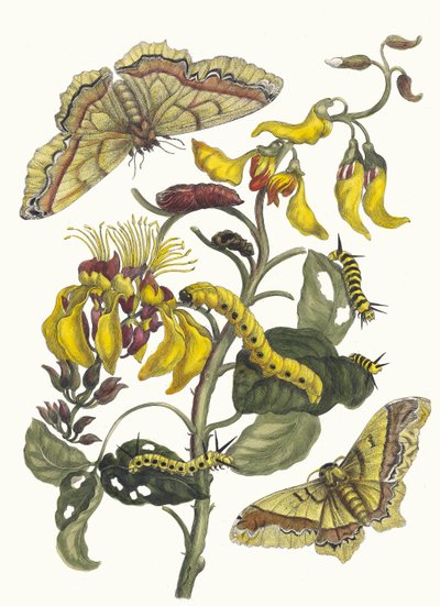 Pallisaden-boom. From the Book Metamorphosis Insectorum Surinamensium by Maria Sibylla Merian