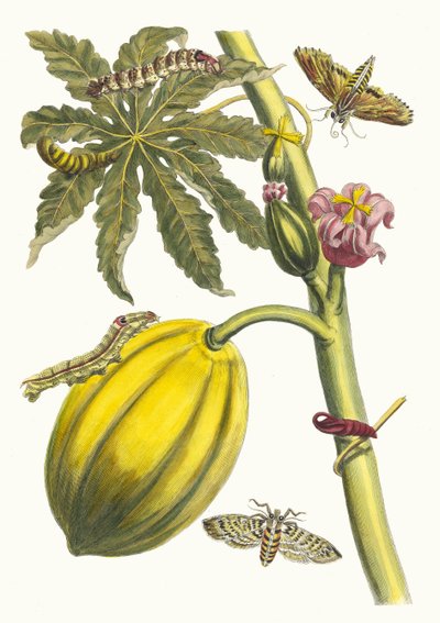 Papaya. From the Book Metamorphosis Insectorum Surinamensium by Maria Sibylla Merian