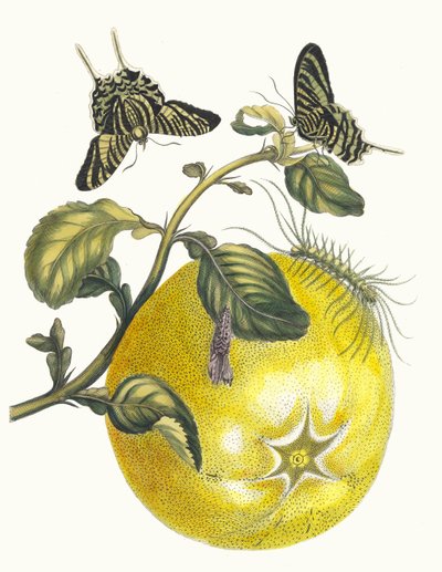 Pompelmous. From the Book Metamorphosis Insectorum Surinamensium, 1705 by Maria Sibylla Merian