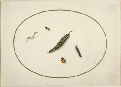Caterpillars and Insects, in a Horizontal Oval, Bordered with a Golden Line, Finely Executed Like a Miniature by Maria Sibylla Merian