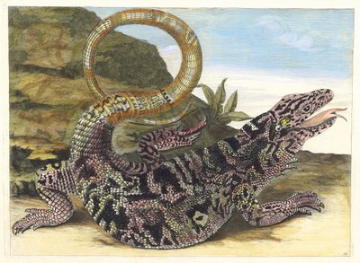 Sauvegarde. From the Book Metamorphosis insectorum Surinamensium by Maria Sibylla Merian