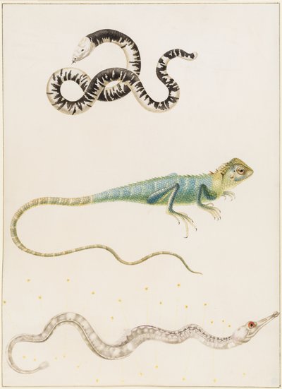 South American smallhead worm lizard, iguana or East Indian tree lizard and pipefish by Maria Sibylla Merian