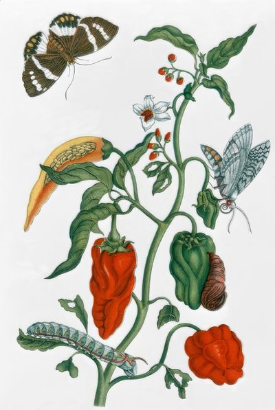 Spanish Pepper by Maria Sibylla Merian
