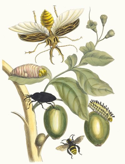 Tabrouba. From the Book Metamorphosis insectorum Surinamensium, 1705 by Maria Sibylla Merian