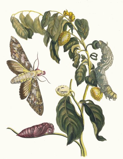 Zursak. From the Book Metamorphosis insectorum Surinamensium by Maria Sibylla Merian