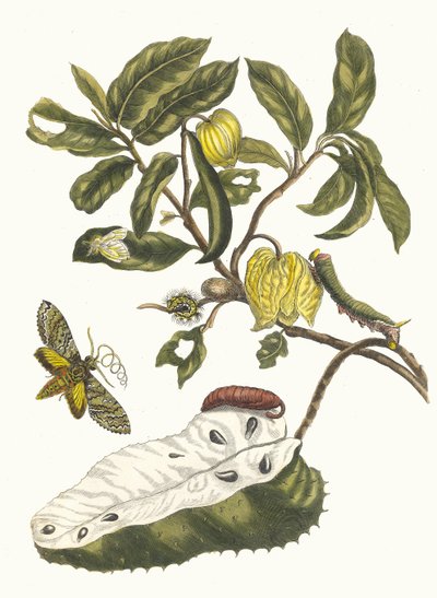 Zuursak. From the Book Metamorphosis insectorum Surinamensium by Maria Sibylla Merian