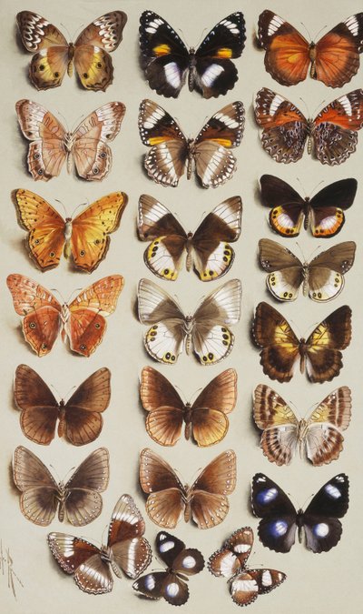 Twenty-two butterflies in three columns, all belonging to the family Nymphalidae by Marian Ellis Rowan