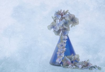 Blue Hydrangea Still Life by Marie-anne Stas