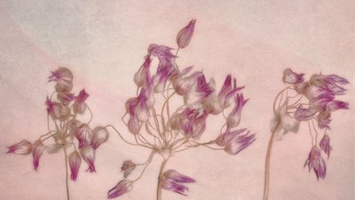 Delicate Dried Blooms by Marie-anne Stas