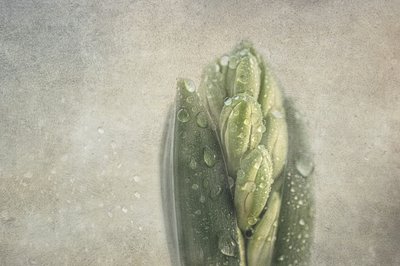 Hyacinth by Marie-anne Stas