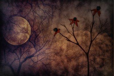 Mysterious Moonlit Flowers by Marie-anne Stas
