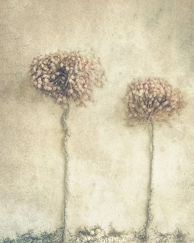 Rustic Dried Flowers by Marie-anne Stas