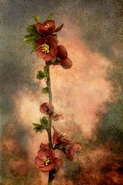 Rustic Flowering Branch by Marie-anne Stas