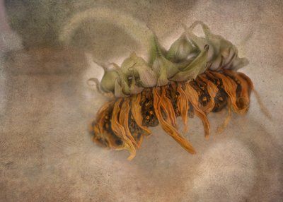 Wilted Sunflower Beauty by Marie-anne Stas