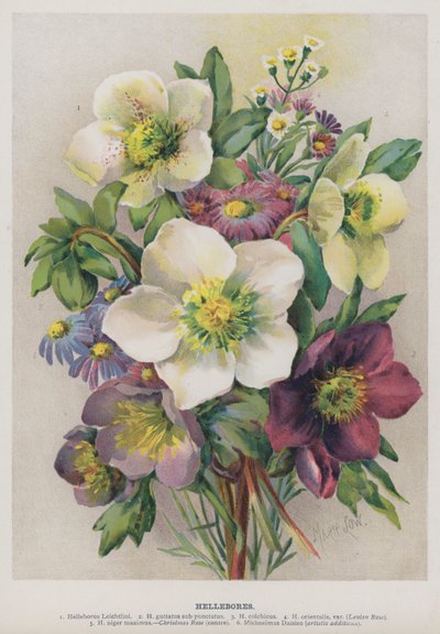 Hellebores by Marie Low