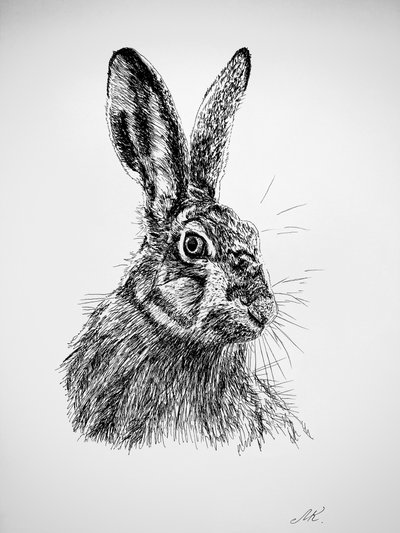 Curious Hare Drawing by Marina Kozyr