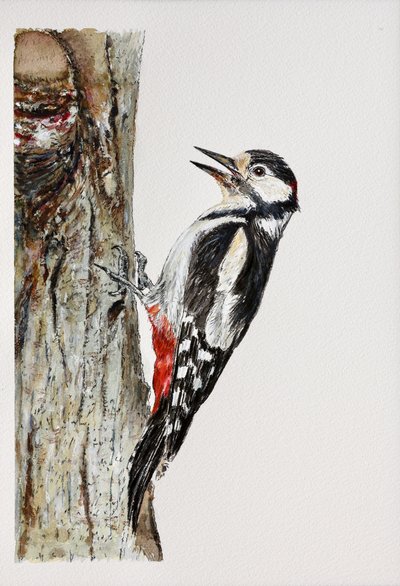 Spotted Woodpecker Perched by Marina Kozyr