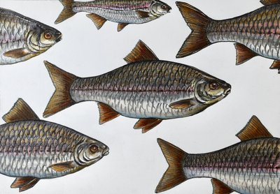 Swimming Fish Illustration by Marina Kozyr