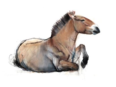 Seated Przewalski, 2011 by Mark Adlington