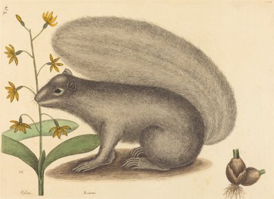 The Grey Fox Squirrel Sciurus Cinereus by Mark Catesby