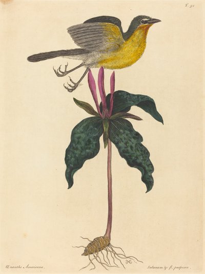 The Yellow-breasted Chat, published 1754 by Mark Catesby