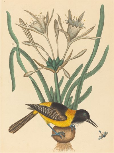 The Yellow and Black Pye Oriolus Icterus by Mark Catesby