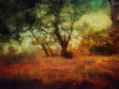 Woods at Calke Abbey by Mark Gordon
