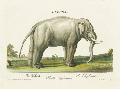 Asian Elephant in Chains by Martin Elias Ridinger
