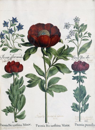 Three Types of Peonies by Martin I Mytens