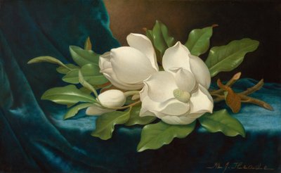 Giant Magnolias on a Blue Velvet Cloth by Martin Johnson Heade