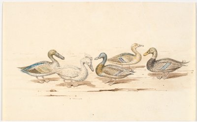 Studies of Various Types of Ducks by Martinus Rørbye
